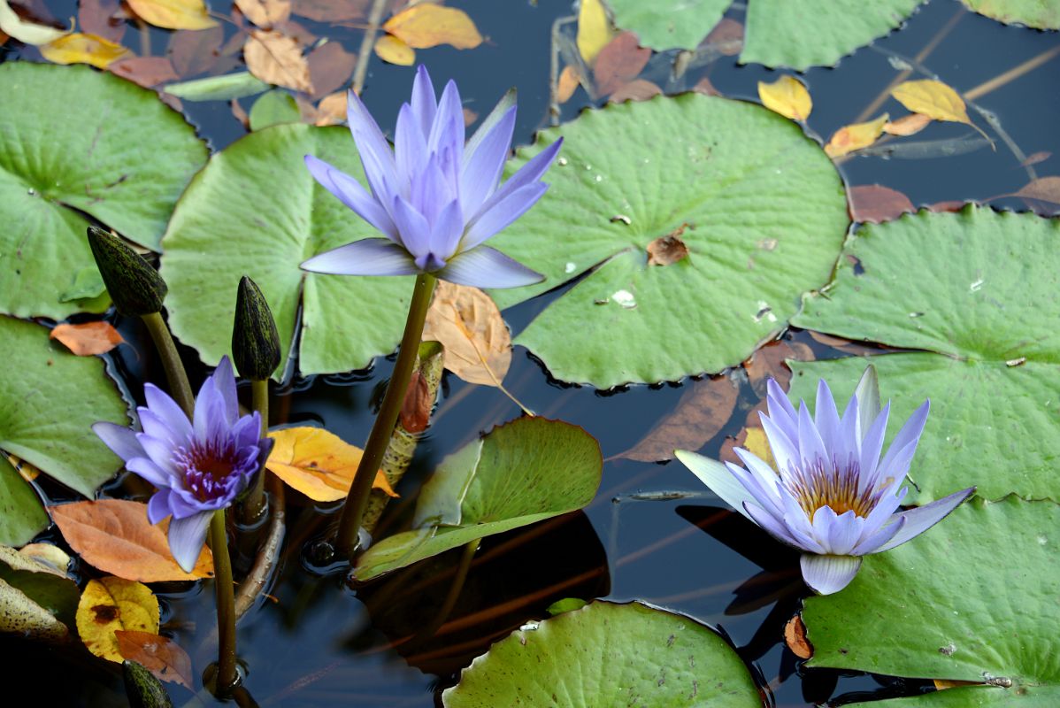 35E South Conservatory English Garden Fountain Water Lilies In Central Park East 104 St